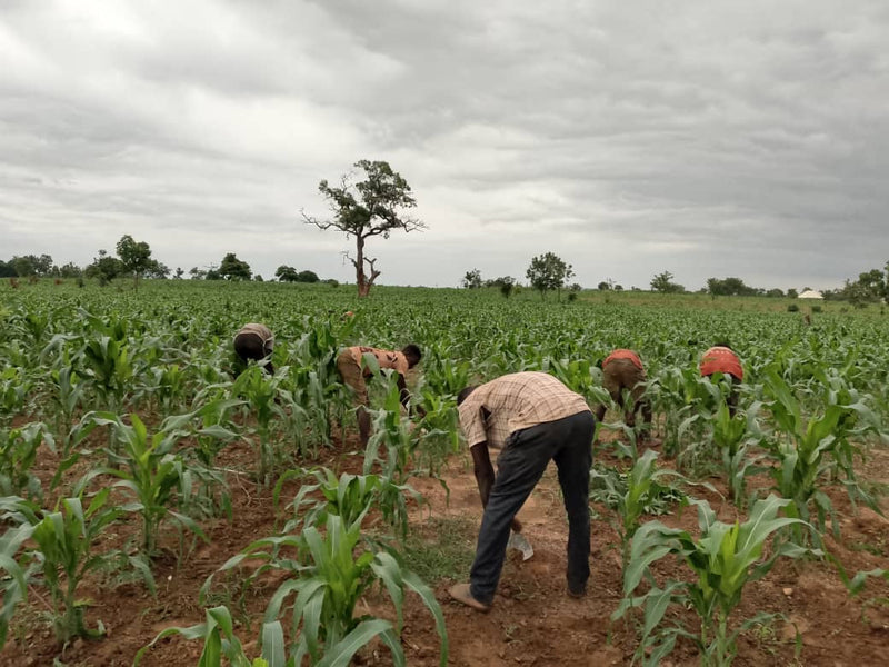 Contribuer à accroître les opportunités pour les agriculteurs de l'État du Niger