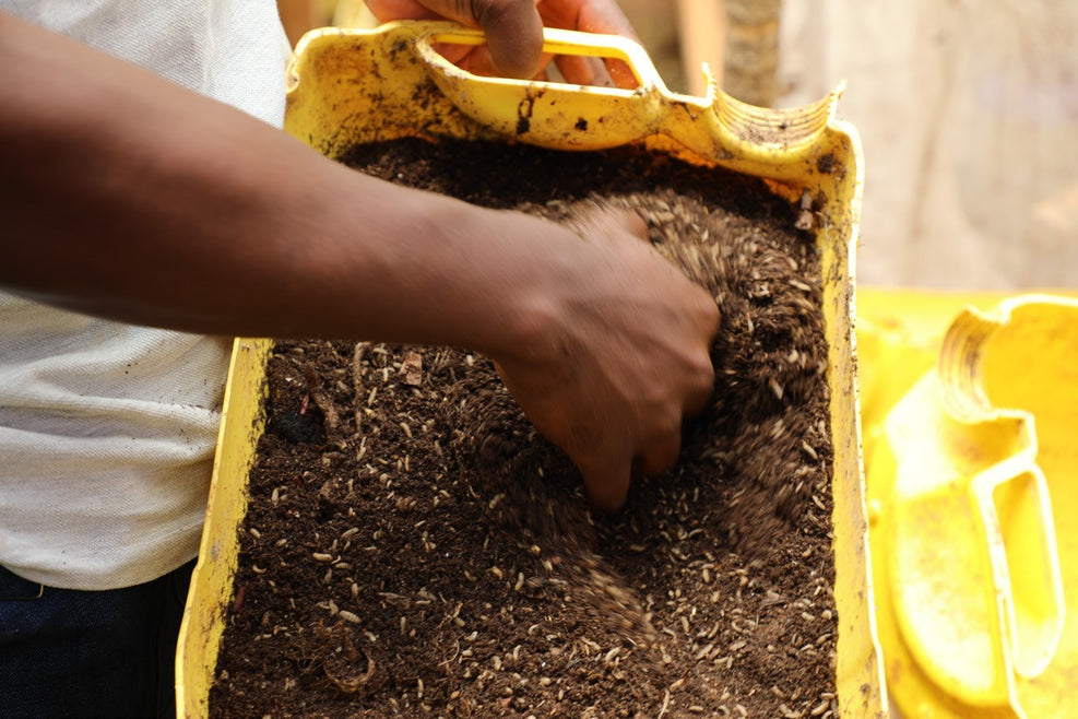 Support World Inspiring Network: Create Jobs Through Edible Insect Farming in Ghana
