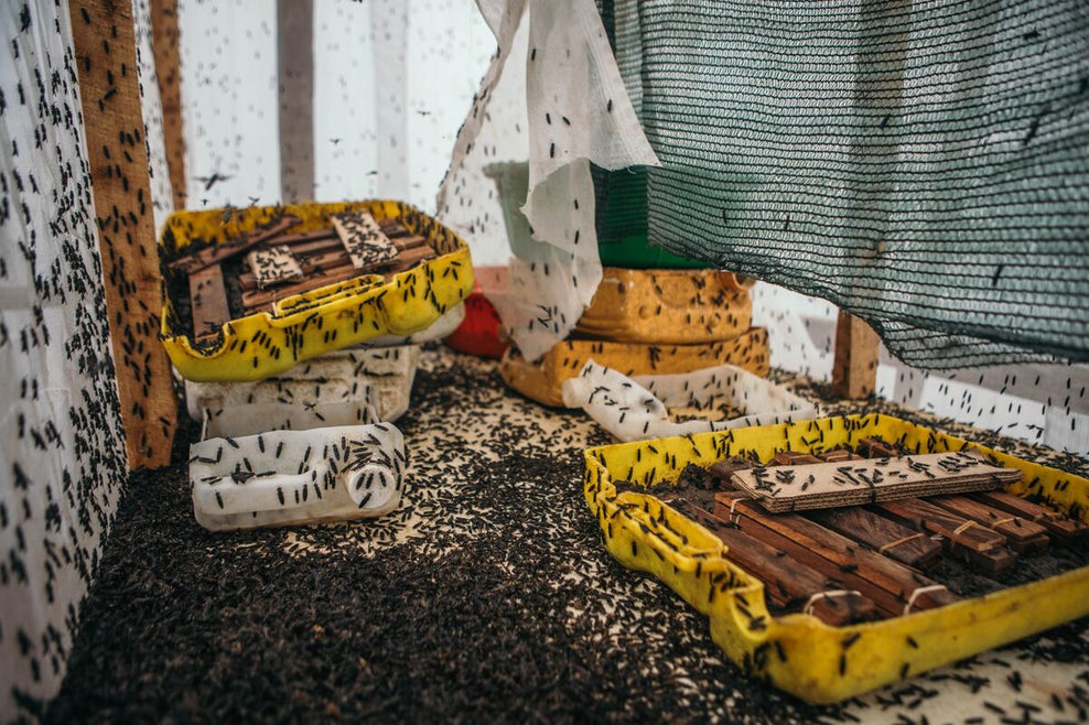 Support World Inspiring Network: Create Jobs Through Edible Insect Farming in Ghana