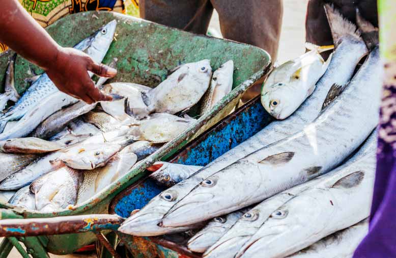 Apoiar a pesca sustentável e artesanal na África Ocidental