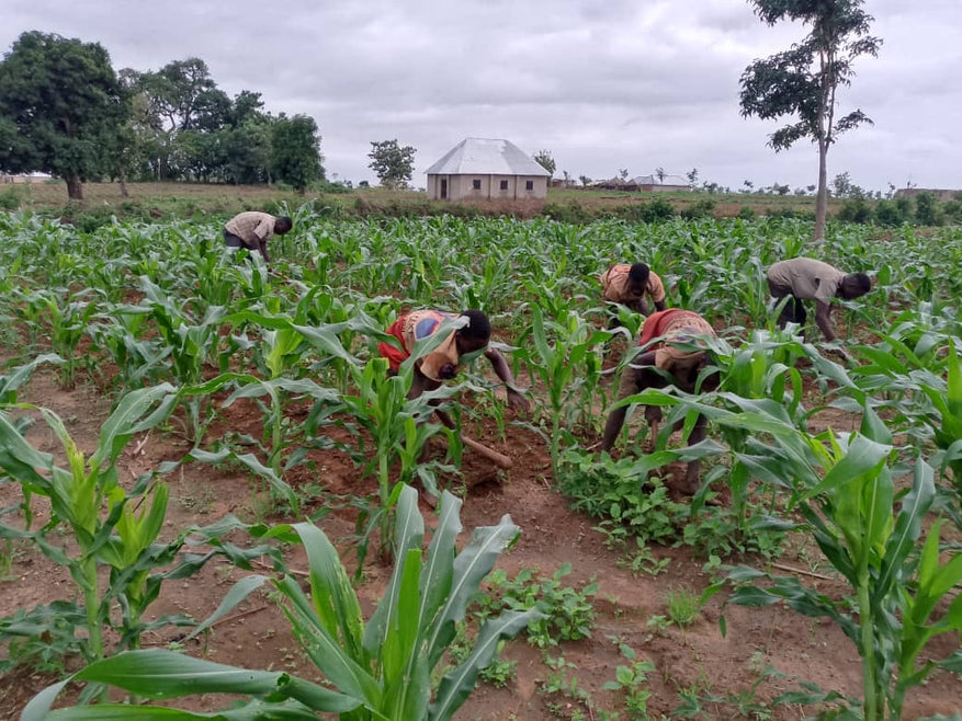 Ajude a aumentar as oportunidades para os agricultores no estado de Níger