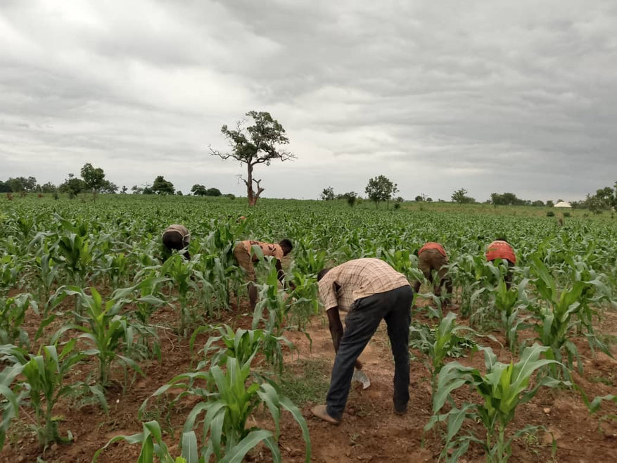 Ajude a aumentar as oportunidades para os agricultores no estado de Níger