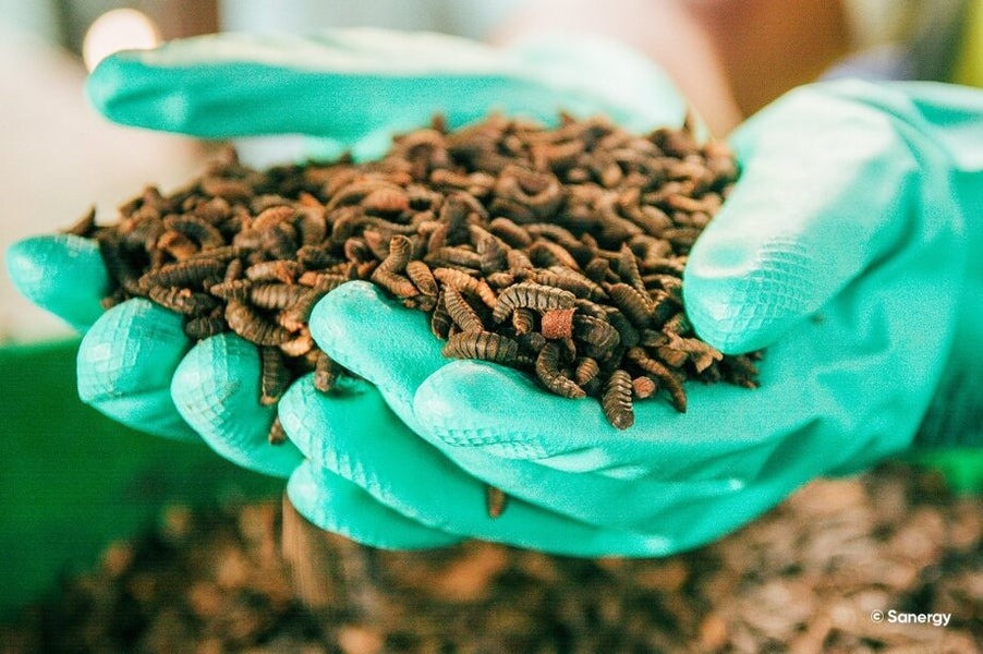Soutenir le réseau World Inspiring Network : Créer des emplois grâce à la culture d'insectes comestibles au Ghana
